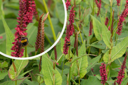 Staudenknöterich (Dunkelrot, 80 cm) - Persicaria amplexicaulis 'Blackfield'