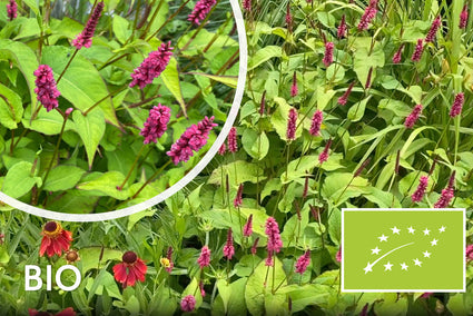 Bio-Knöterich (Dunkelrot, 70 cm) - Persicaria amplexicaulis 'Lisan'