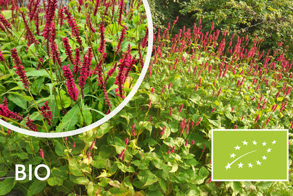 Bio-Knöterich (Dunkelrosa, 100–150 cm) – Persicaria amplexicaulis