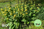 Bio-Brennkraut (Gelb) - Phlomis russeliana Bio-Brennkraut (Gelb) - Phlomis russeliana