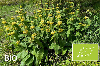 Bio-Brennkraut (Gelb) - Phlomis russeliana