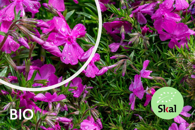 Bio-Phlox - Phlox (S) 'Moerheimii' Bio-Phlox - Phlox (S) 'Moerheimii'