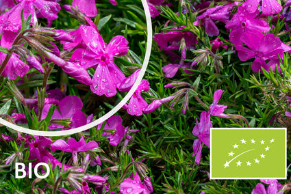 Bio-Phlox - Phlox (S) 'Moerheimii'