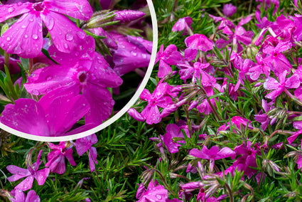 Phlox (Flammenblume Lila) - Phlox subulata 'Moerheimii'