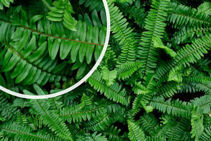 Nadelfarn (Wintergrün) - Polystichum munitum