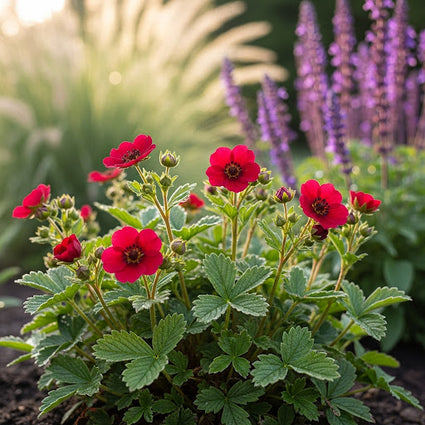 Dunkelblutroter Gänserich - Potentilla atrosanguinea