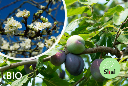 Bio Pflaumenbaum - Prunus Domestica Opal BIO