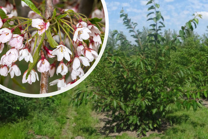 Japanische Zierkirsche (weiß) - Prunus x yedoensis