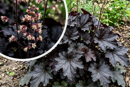 Lila Glocke (dunkelviolette Blätter) – Heuchera micrantha „Palace Purple“ TIPP