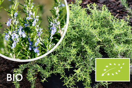 Bio Rosmarinpflanze - Rosmarinus officinalis Bio