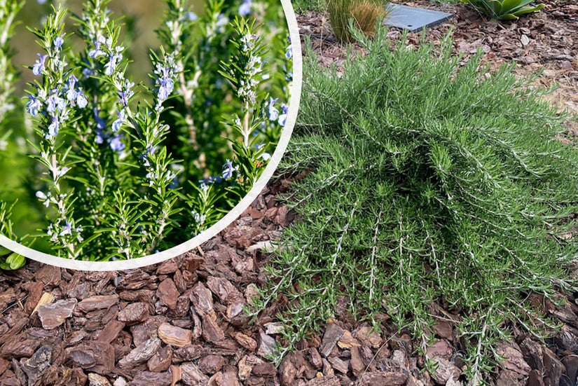 Rosmarin - Rosmarinus Officinalis Rosmarin - Rosmarinus Officinalis