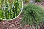 Rosmarin - Rosmarinus Officinalis Rosmarin - Rosmarinus Officinalis