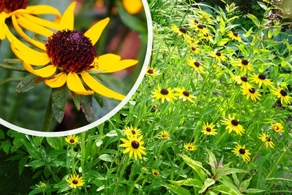 Kleiner Sonnenhut (Höhe 40 cm) - Rudbeckia fulgida 'Little Goldstar'