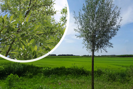 Kopfweide / Weißweide - Salix alba 'Belders'