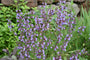 Bio Echter Salbei - Salvia officinalis (Essbare Pflanze) Bio Echter Salbei - Salvia officinalis (Essbare Pflanze)