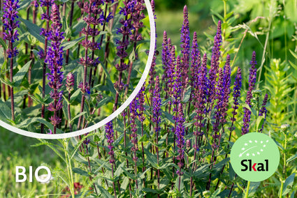 Bio-Salbei (lila) - Salvia Nemorosa Caradonna
