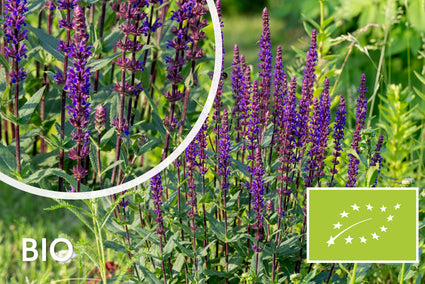 Bio-Salbei (lila) - Salvia Nemorosa Caradonna