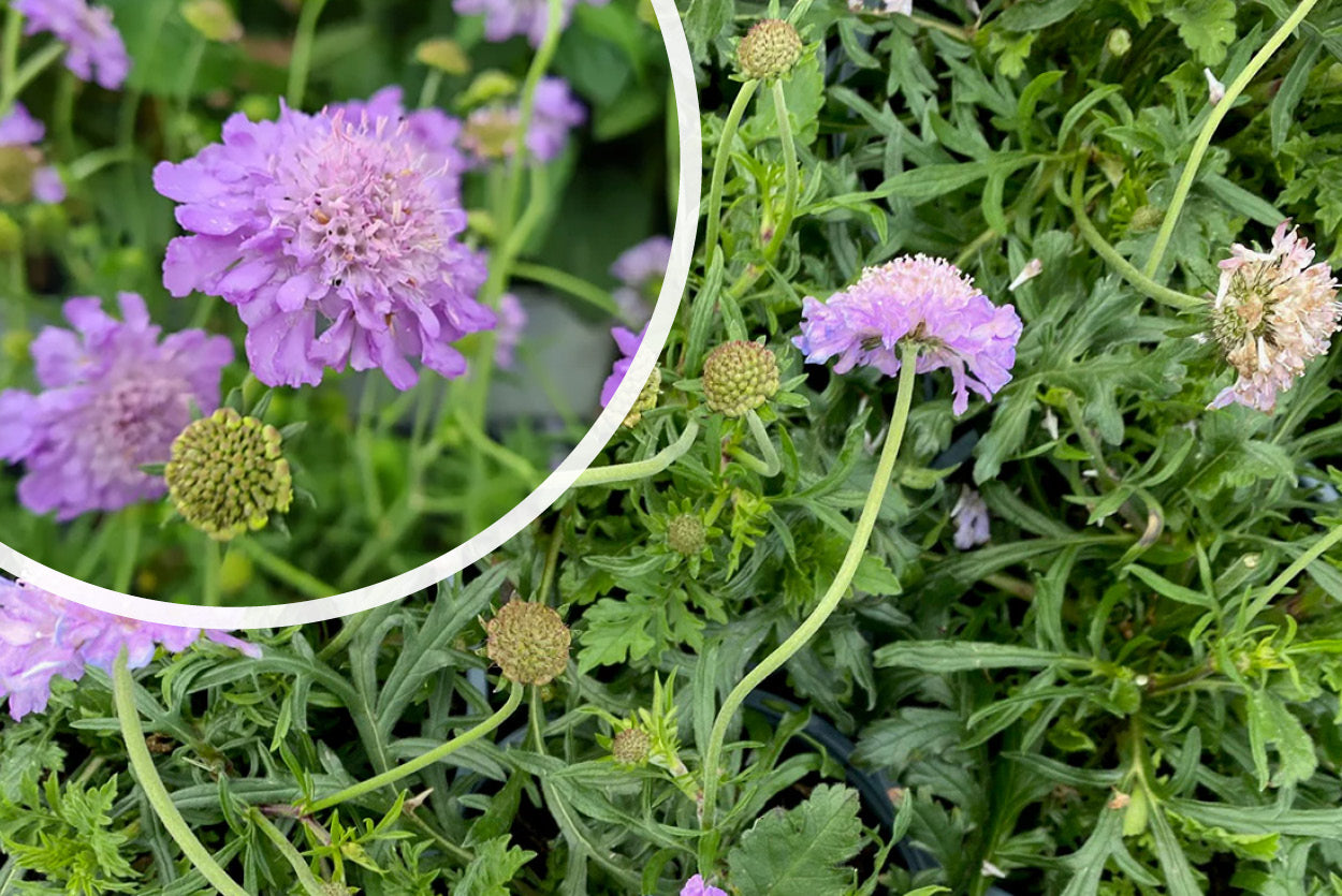 Kombinieren und kaufen Sie die Pflanze Pigeonweed Scabiosa columbaria  Butterfly Blue