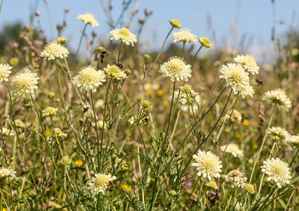 Skabiose (hellgelb) - Scabiosa ochroleuca
