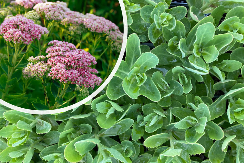Fetthenne - Sedum 'Herbstfreude' TIPP Fetthenne - Sedum 'Herbstfreude' TIPP