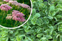 Fetthenne - Sedum 'Herbstfreude' TIPP Fetthenne - Sedum 'Herbstfreude' TIPP