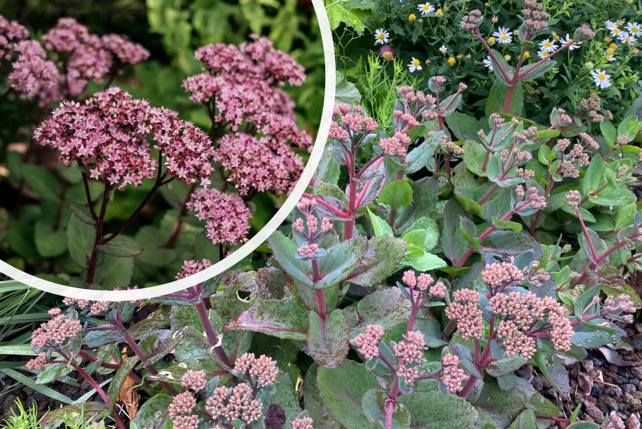 Sedum 'Matrona' Mauerpfeffer rosa rot 60 cm kaufen/kombinieren