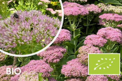 Bio-Fetthenne - Sedum spectabile 'Brillant'
