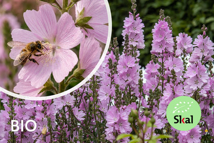 Bio-Griechische Malve - Sidalcea 'Elsie Heugh'