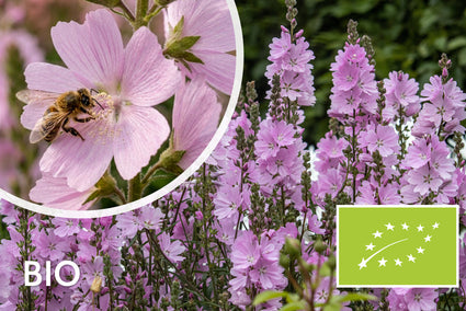 Bio-Griechische Malve - Sidalcea 'Elsie Heugh'
