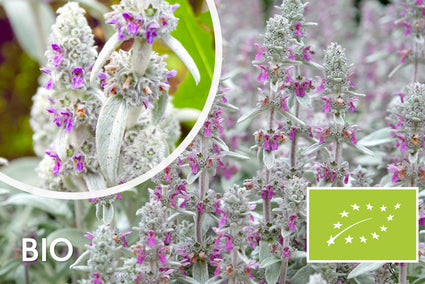 Hundeohren - Stachys byzantina 'Big Ears'