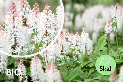 Bio-Schaumblume / Perserhut - Tiarella cordifolia
