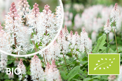 Bio-Schaumblume / Perserhut - Tiarella cordifolia