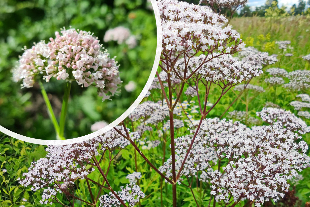 Baldrianpflanze Valeriana officinalis Pflanze + kombinieren