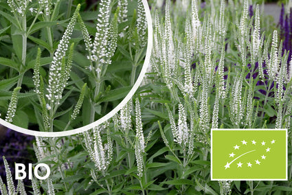 Bio-Spike-Ehrenpreis – Veronica spicata