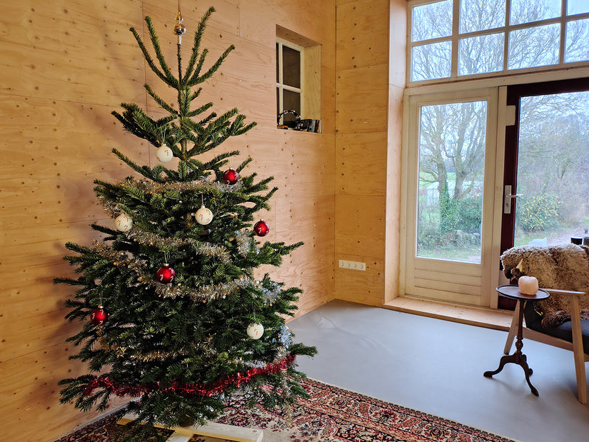 Echter Weihnachtsbaum Angebot - Nordmann gesägt 1,75 oder 2 Meter - Angebot! Echter Weihnachtsbaum Angebot - Nordmann gesägt 1,75 oder 2 Meter - Angebot!