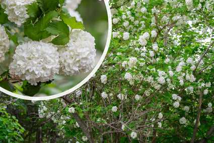 Schneeball (ohne Beeren) - Viburnum opulus 'Roseum'
