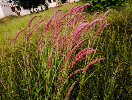 Bio-Fingergras - Panicum virgatum 'Rehbraun'