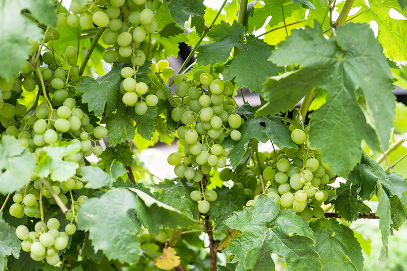 Traube (Weiß) Bio - Vitis vinifera Bianca Traube (Weiß) Bio - Vitis vinifera Bianca