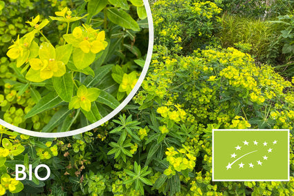 Bio Wolfsmilch - Euphorbia Martinii