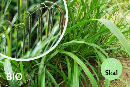 Bio-Segge - Carex pendula