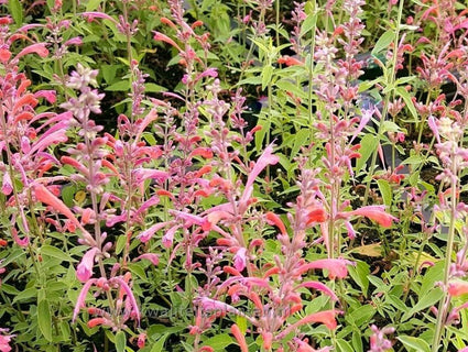 Süßholzpflanze Orange/Pink - Agastache Tangerine Dream