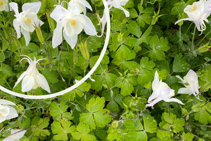 Akelei Weiß (Höhe 70 cm) - Aquilegia 'Silver Queen'