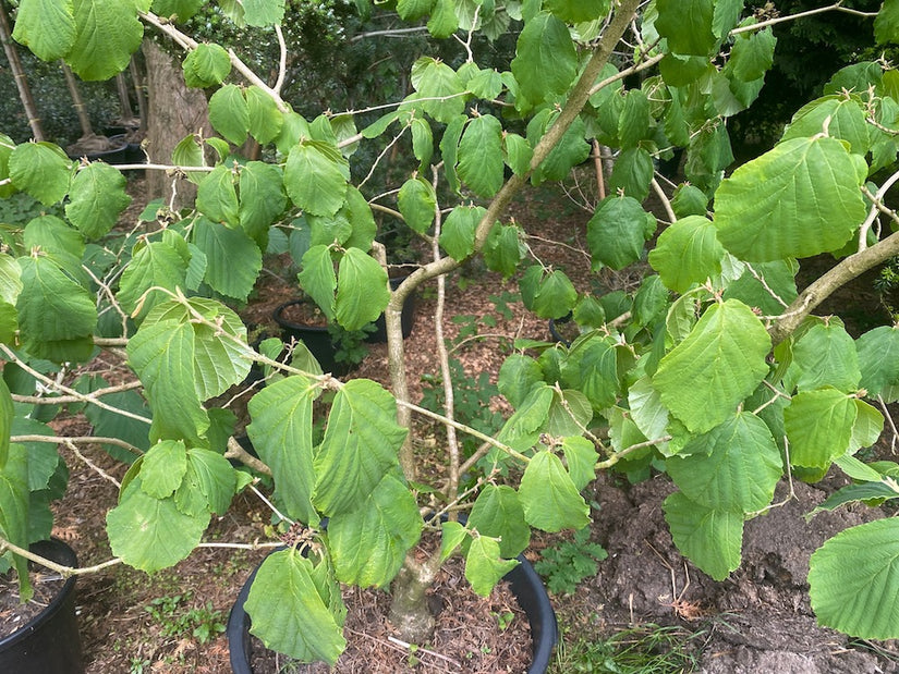 Amerikanische Hamamelis - Hamamelis virginiana Amerikanische Hamamelis - Hamamelis virginiana