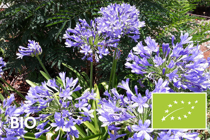 Bio-Afrikanische Lilie - Agapanthus africanus