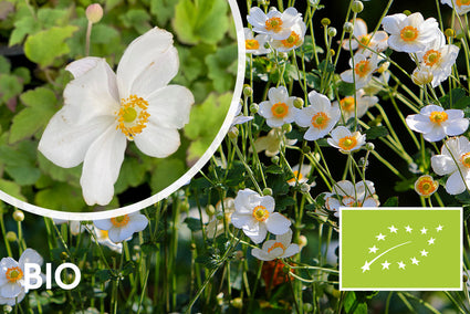 Bio-Herbst-Anemone Weiß (Höhe 90 cm) - Anemone hybrida 'Honorine Jobert'