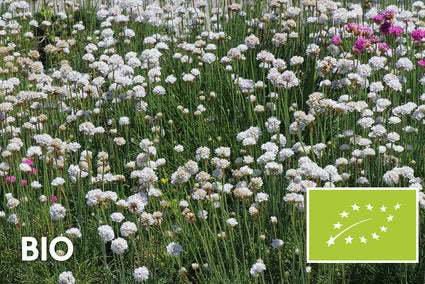 Bio-Englisches Gras - Armeria maritima 'Alba'