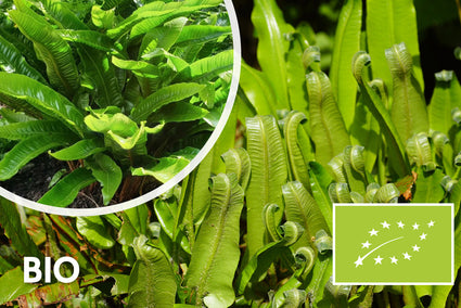Bio-Wintergrün (Hartzunge) - Asplenium Scolopendrium