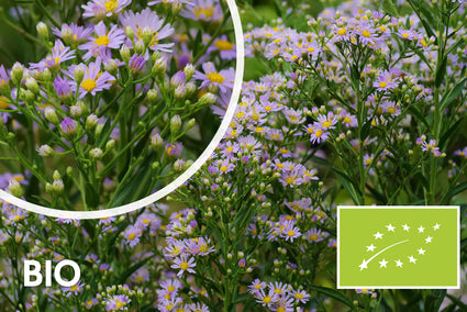 Bio-Herbstaster - Aster ageratoides 'Stardust'