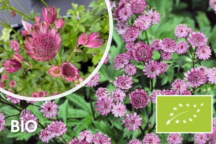 Bio-Zeeland-Knopfrose (rosa) - Astrantia major 'Roma'