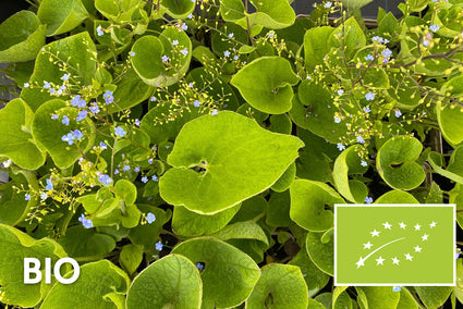 Bio Kaukasisches Vergissmeinnicht – Brunnera Macrophylla (auch pro/m2)